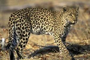 African Leopard Images Drucke: Botswana, Moremi
