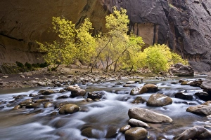 Danita Delimont Photography Utah Drucke: Box Elder Trees, acer negundo, in fall foliage, on bank of cascading Virgin River