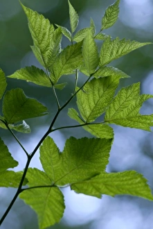Nature Photography Greenery Drucke: Branch of Leafy Tree Illuminated by the Sun