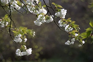 Spring Blossom Images Drucke: Branches of Flowering Tree in Spring