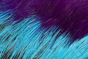 Macro Nature Images Drucke: Breast feather design