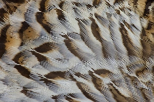 Nature Photography Macro Drucke: Breast feather design and pattern