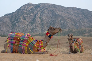 BRIGHTLY DEKORIERTER KAMEL PUSHKAR RAJASTAN INDIA