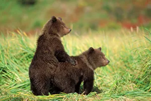 Drucke von braunes Bär (Ursus arctos), Grizzliebär (Ursus horridiblis), Paar von Jungen entlang eines Flussufer an der Ostküste des Katmaiparks in Alaska Braunbär Drucke: braunes Bär, Ursus arctos