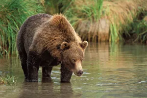 Drucke von braunes Bär (Ursus arctos), Grizzlys-Bär (Ursus horridibilis), Fischfang für rosa Forelle , Ostküste von Katmai-Nationalpark in Alaska Braunbär Drucke: Braunbär, Ursus arctos