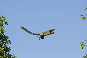 Lemurs Of Madagascar Drucke: Brown Lemur, (Eulemur fulvus), Leaping, Berenty Reserve, MADAGASCAR