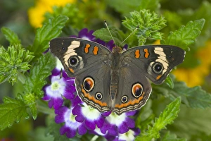 Colorful Insect Photography Drucke: Buckeye Butterfly