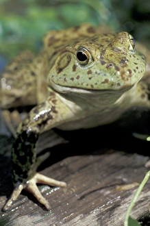David R Frazier Photography Drucke: Bullfrog