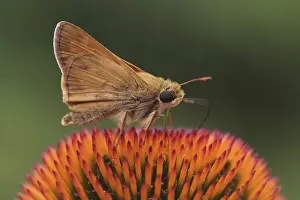Kleeblattflieger, Problema byssum Kleeblattflieger, Problema byssum