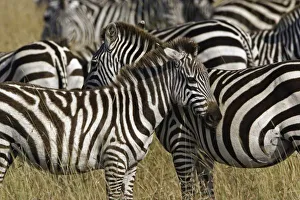 Black And White Striped Animal Drucke: Burchellis Zebra