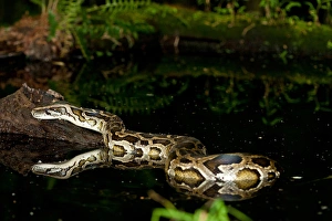 Burmesischerpython,Pythonmolurusbivittatus,Natív zurChinaundMalaysia