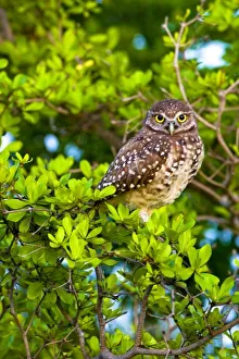 Marco Island Florida Drucke: Burrowing owls