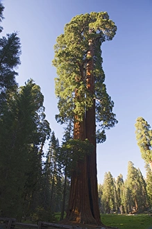 Sequoia National Park USA Drucke: CA, Sequoia NP, Big Trees Trail, Giant Sequoia tree