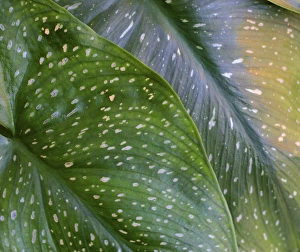 Abstract Floral Patterns Drucke: Calla spotted leaf abstract