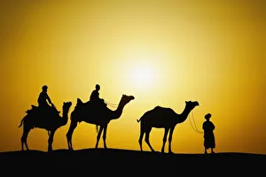Thar Desert Sunset Drucke: Camels and camel