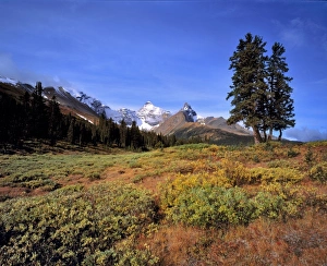 World Heritage Site Landscape Drucke: Canada, Alberta, Mt Saskatchewan