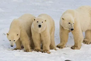 Polar Bear Family Photos Drucke: Canada, Hudson