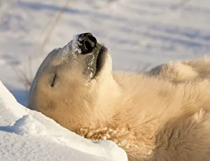 Drucke von Kanada, Manitoba und der Hudson-Bay mit dem Schlafenden Polarpferd in Churchill Eisbär Drucke: Kanada, Manitoba