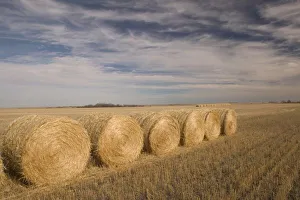Saskatchewan Landscape Drucke: Canada, Saskatchewan