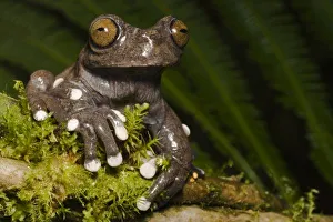 Tropical Rainforest Creatures Drucke: Captive Tapichalaca