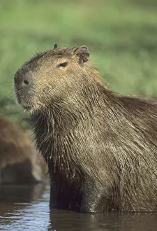 Rainforest Mammals Drucke: Capybara, (Hydrochaeris hydrochaeris), worlds largest rodent; Llanos, Venezuela