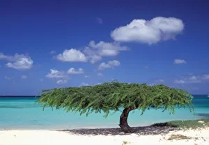 Caribbean Vacation Spots Drucke: Caribbean, Aruba. Eagle Beach