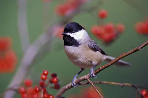 Feathered Friends Drucke: Carolina Chickadee