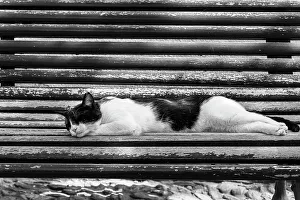 Black And White Cat Photos Drucke: Cat sleeping on bench