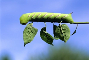 Nature Close Up Drucke: Caterpiller on a leafstem of a tree