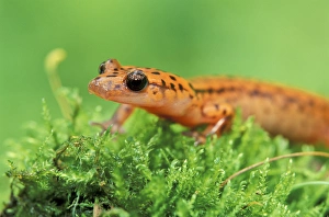 Reptile Portrait Photography Drucke: Cave Salamander (Eurycea lucifuga)