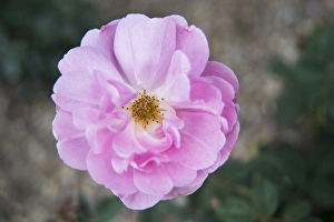 Soft Pink Flowers Drucke: Centered pink rose