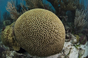 Zentralamerika, Belize