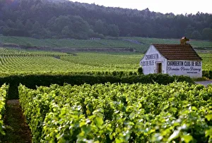 Drucke von Weingut Chambertin Clos de Beze ist ein kleines Bauernhaus mit dem Namen aufgemalt. Es gehört zu Pierre Damoy Bilder Datiert 2007 Mai: Clos du Chambertin
