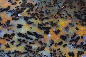 Macro Mineral Photography Drucke: Cheetah Agate