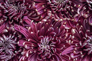 Full Frame Flower Pictures Drucke: Chrysanthemums (mums)