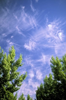 Cirrus Cloud Formations Drucke: Cirrus clouds