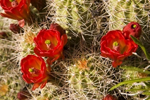 Utah Nature Photography Drucke: Claret cup cactus