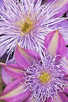 Clematis Flower Drucke: Clematis flower