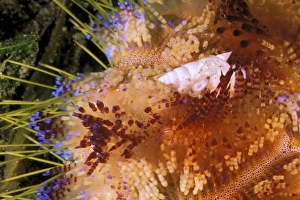 Marine Life Drucke: Close up of shell on fire urchin