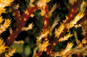 Soft Coral Drucke: Close up of soft coral
