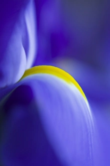 Nature Flower Photography Drucke: Close-up detail of a Blue Flag iris
