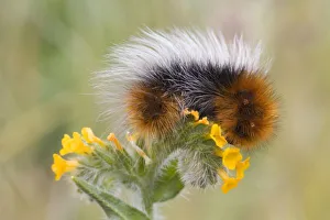 Wildlife Photos Drucke: Close-up of caterpillar