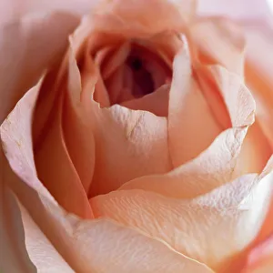 Close Up Rose Drucke: Close-up of rose