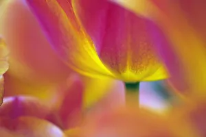 Bilder Datiert 24. April 2008: Enge Näherung der Unterseite einer Tulpenblüte im Königshofgarten in Lisse Niederlande