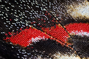 Nature Insect Photography Drucke: Close-up detail Wing Pattern of Butterfly