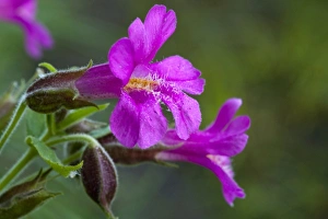 Mountain Flowers Drucke: Closeup of Lewis Monkeyflower