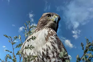 Red Tailed Hawk Drucke: Closeup of red tailed hawk