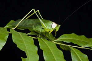 Amazon Rainforest Insects Drucke: Collared Katydid (Euceraia sp. ), Yasuni National Park, Amazon Rainforest, ECUADOR