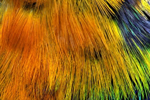 Colorful Bird Feathers Drucke: Colorful breast feather pattern