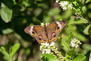 Insect Feeding Habits Drucke: Common buckeye butterfly nectaring
